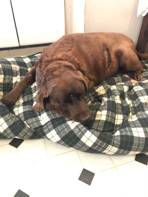 Beat Up old dog.jpg