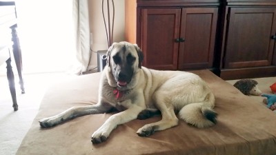 Ahter - 11 months old - April 2017.jpg