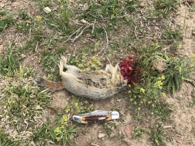 Browning T Bolt 17 HMR Field_long head shot.JPG