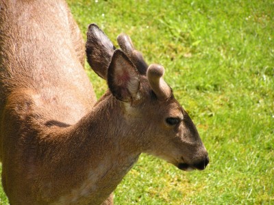 PICT0005.JPG