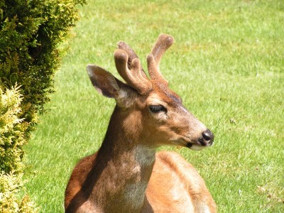 PICT0010.JPG