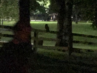 Owl.jpeg
