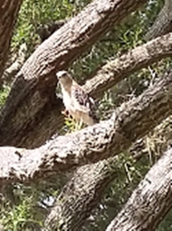 Hawk.jpg