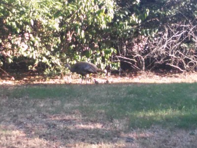 20170630_184225.jpg