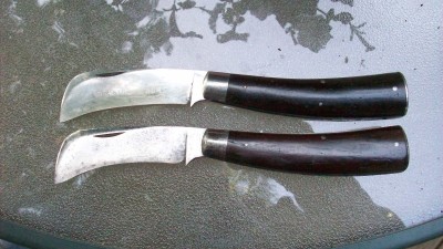 dog pictures and American Shear hawkbill 013.JPG