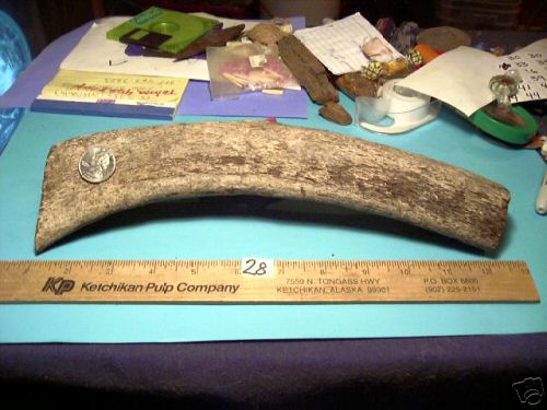 Steller Sea Cow Bone.jpg