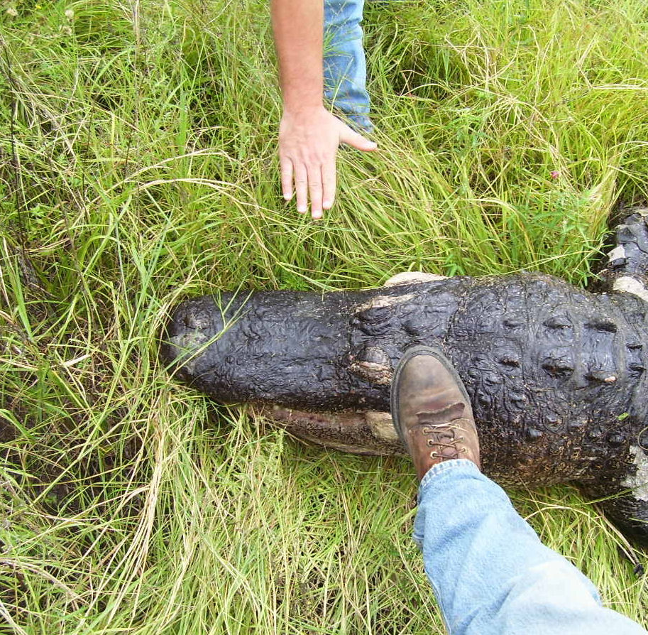 Hmm Alligator shoes, great idea.JPG