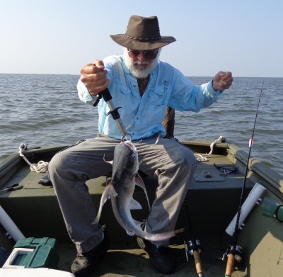 Gaff Topsail Catfish