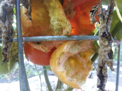 20170807_182819.jpg