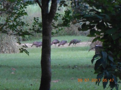 Momma and babies headin' for the old pea patch.