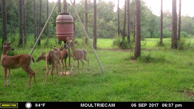 Velvet antlers still growing, no fawns have been seen yet but it won't be too long.