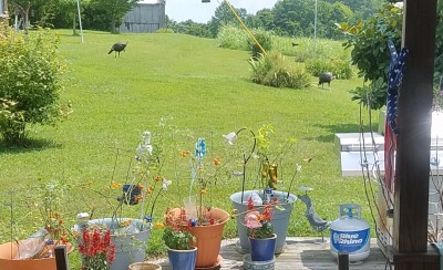 20170720_133258.jpg