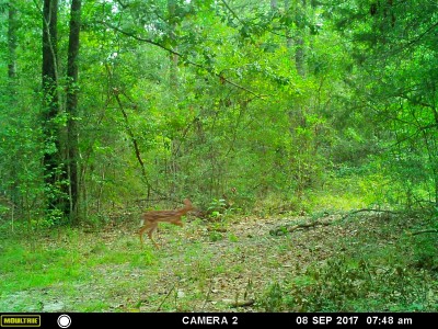 A few steps behind momma.