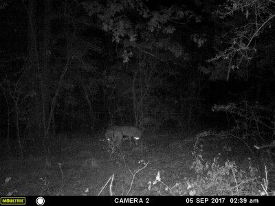 MFDC1665 (2).JPG (651.24 KiB) Viewed 4279 times Hoping momma and baby can stay out of these nasty critters way.