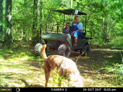 Flossie the Aussiedor checking out the coyote mark