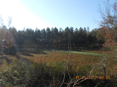 What the woods looked like Friday morning.