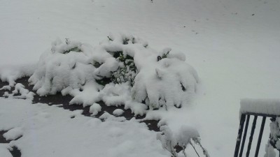 IMG_20171208_120307.jpg