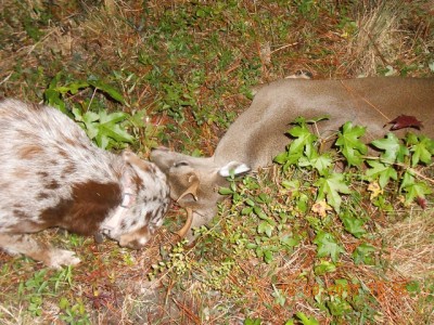 Flossie found Bambi!