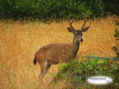 Young Buck searching for Beer nuts.jpg