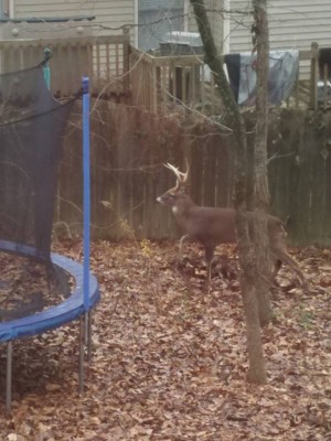 Josh's Deer 1.jpg