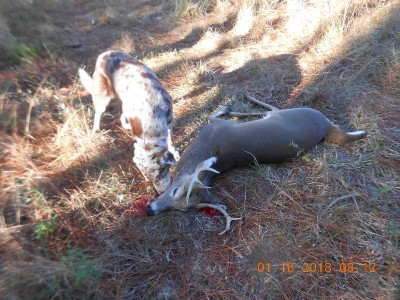 Flossie, checkin' out her deer!