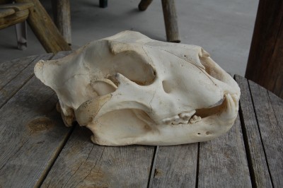 lion skull 001.JPG