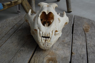 lion skull 002.JPG