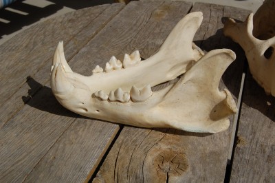 lion skull 003.JPG