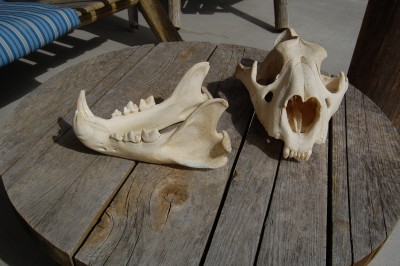lion skull 004.JPG