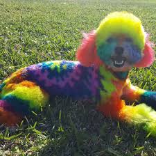 groovy dog.jpg