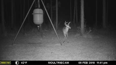 Maybe he's wondering why there is no corn on the ground?