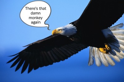 eagle-in-flight damn monkey again.jpg