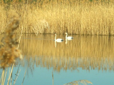 IMG_5261.JPG