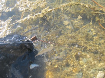 IMG_5272.JPG