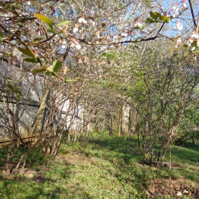 Blueberry bushes in bloom