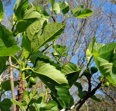 Figs