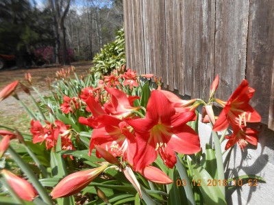 These lilies are on the south side of our house.  We had frost this morning and supposedly 2 more chances of frost this week.