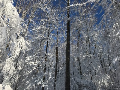 Snow 2 031318 IMG_7489.jpg