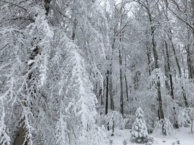 Snow 031318 IMG_7483.jpg