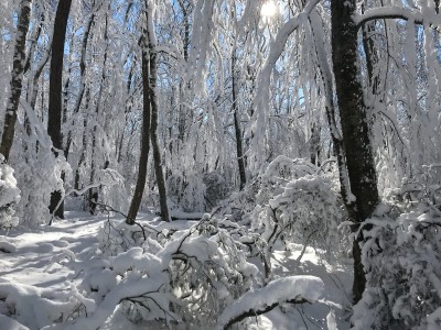 Snow 031418 IMG_7497.jpg