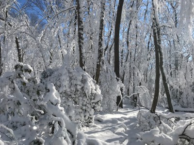 Snow 031418 IMG_7498.jpg