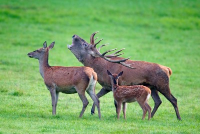 Brame-du-cerf-2011-09-17-08_18_03[1].jpg