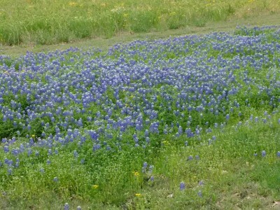 Texas Bluebonnets