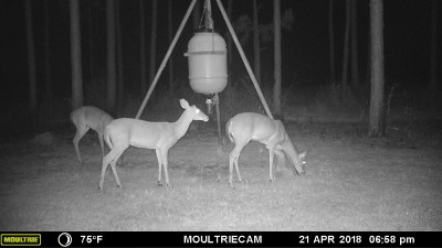 MFDC0713.JPG (436.26 KiB) Viewed 2870 times Lost his antlers some where in the woods.