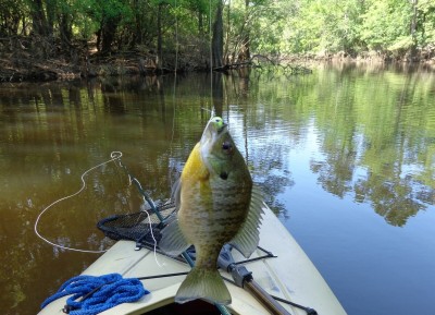 Bream