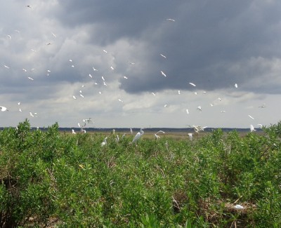 Birds1.jpg
