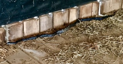 70A4B2F7-0AE2-4647-B38A-F50BF670D459.jpeg (936.74 KiB) Viewed 2149 times Black rat snake