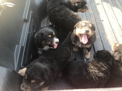 6D826F75-2149-4DAB-BC47-898FFA42FAAF.jpeg (973.77 KiB) Viewed 2294 times English Shepherd puppies
