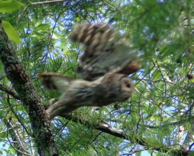Barred Owl