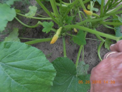 Wont be long, yum, yum!